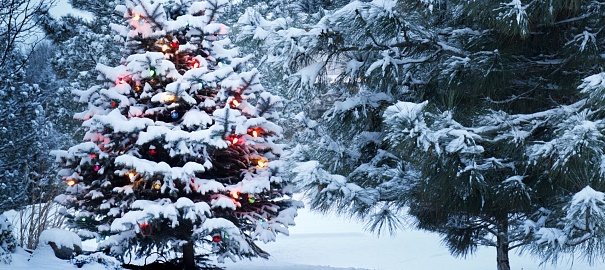 Der allererste Weihnachtsbaum